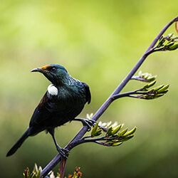 New Zealand Tui